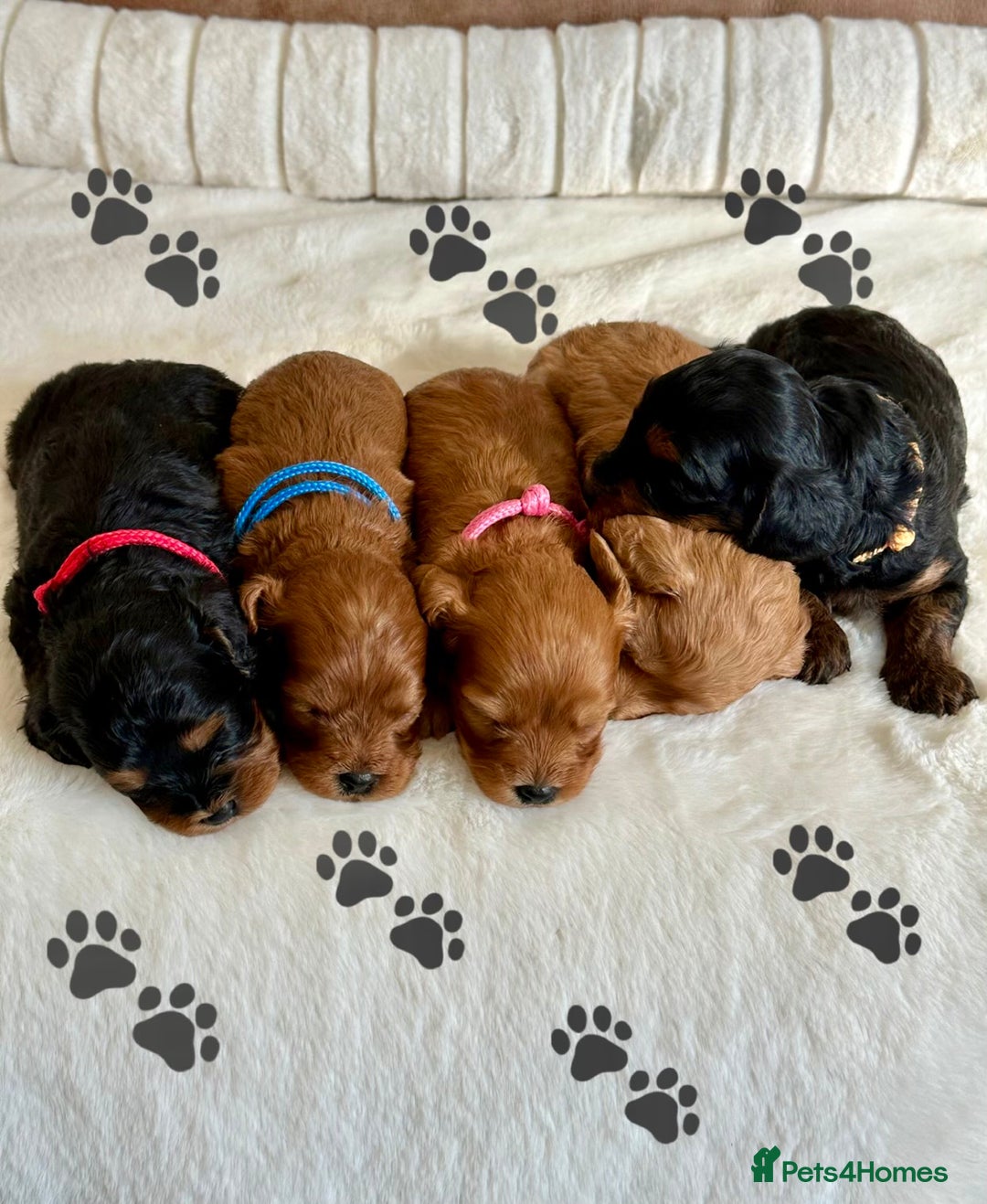 Cavapoo dogs for sale: Extensively Health Tested Cavapoo Puppies  - Image 1