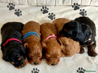 Cavapoo dogs - Advert 5
