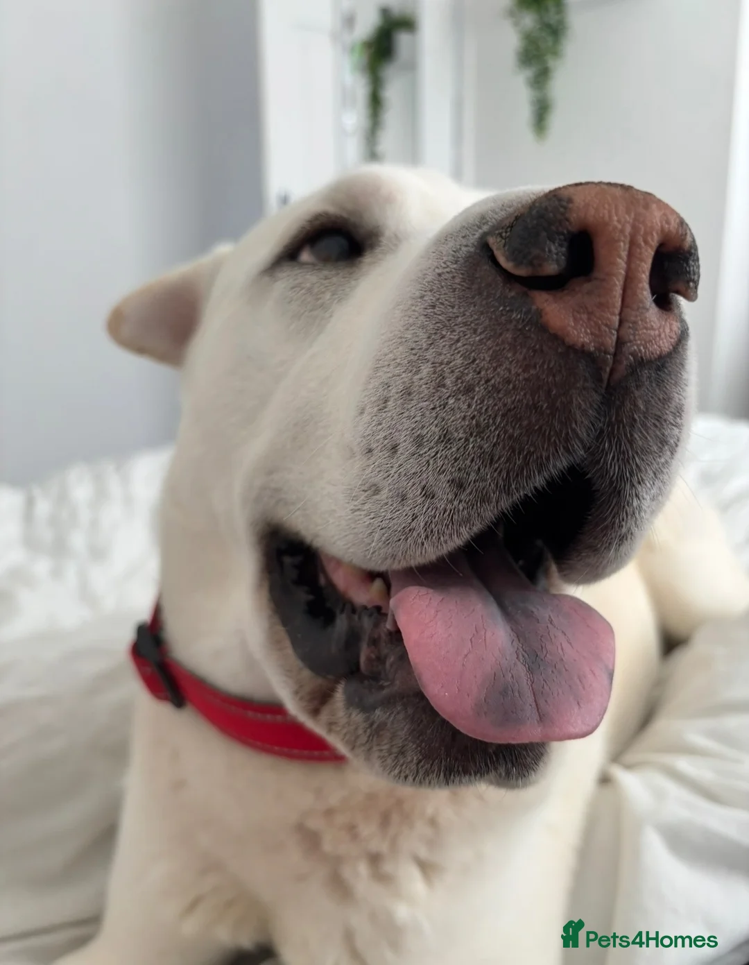 Mixed Breed dogs for sale: BRUNO in Peterlee - Advert 2