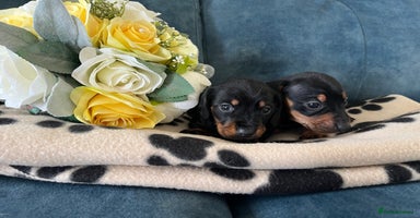 Miniature Dachshund dogs - Advert 7
