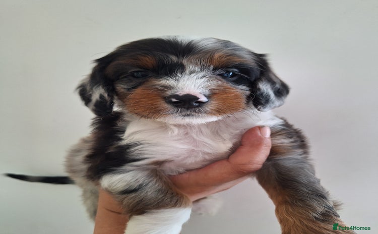 Mixed Breed dogs - Advert 5
