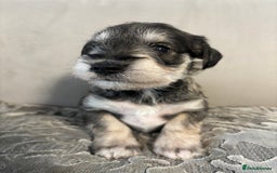 Miniature Schnauzer dogs for sale: Adorable Miniature Schnauzer Puppies KC Reg - Image 6