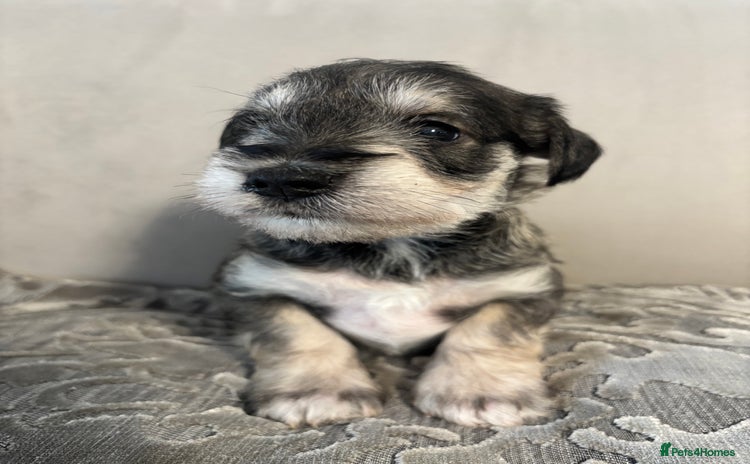 Miniature Schnauzer dogs - Advert 7