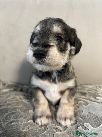 Miniature Schnauzer dogs - Advert 7