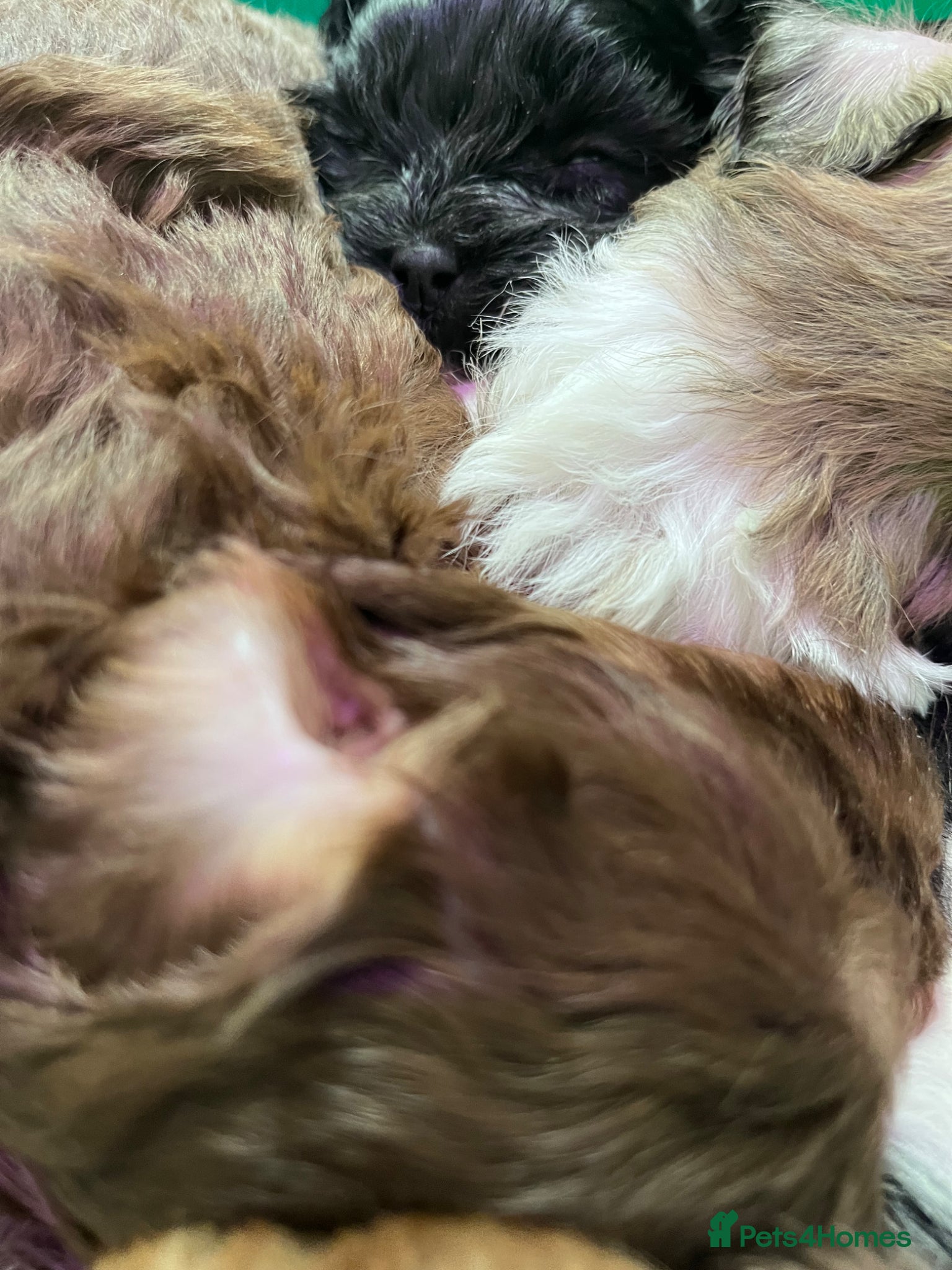 Shihpoo dogs Beautiful Toy Shihpoo girl  - Advert 2