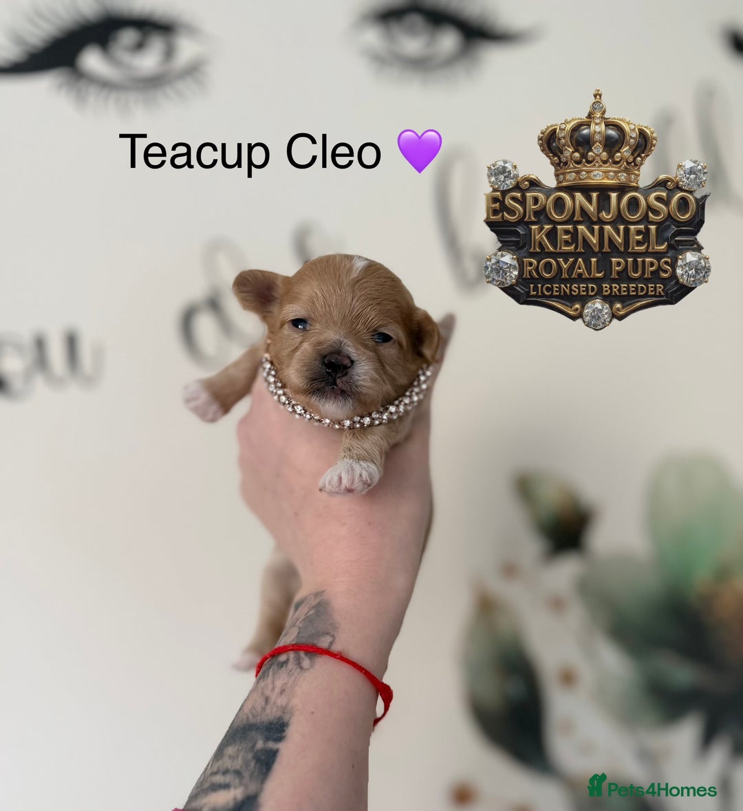 Maltipoo dogs for sale: 👑One in a Million Ultra Tiny F1 Asian Maltipoo👑 - Advert 19