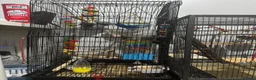 Budgerigars birds for sale: Two beautiful budgies  - Advert 4
