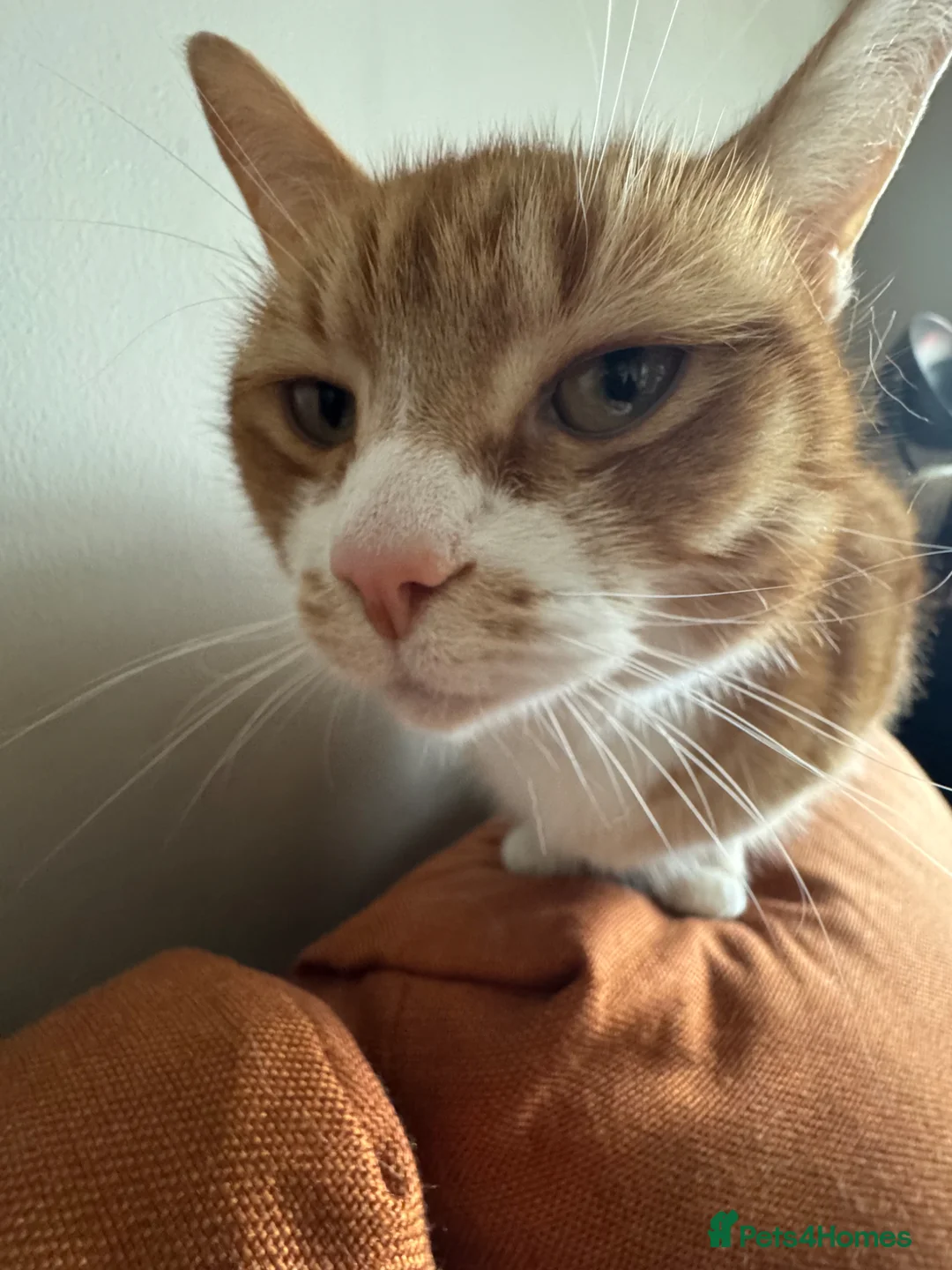 Mixed Breed cats for sale: chappie and jasper (free) - Advert 8