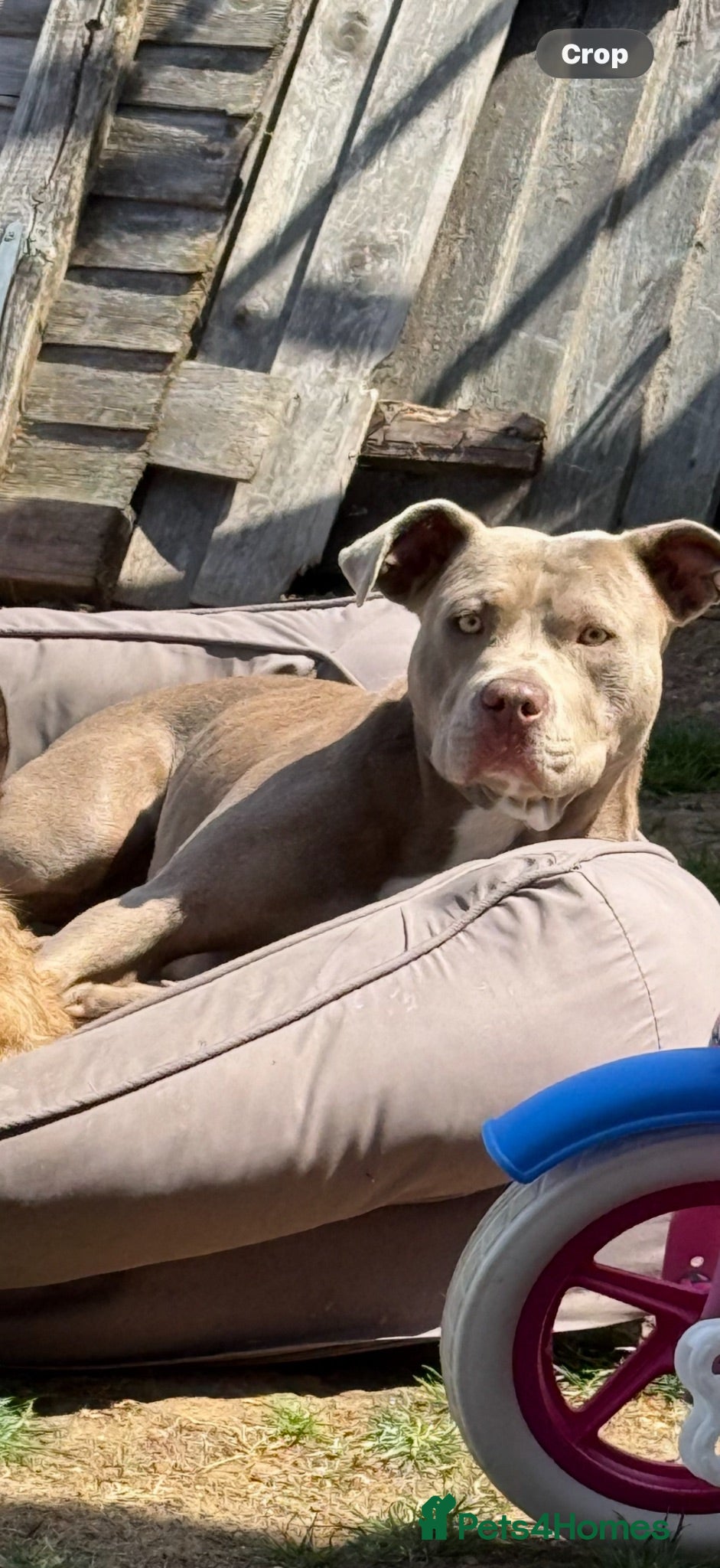 Mixed Breed dogs American bull dog cross lurcher  - Advert 7