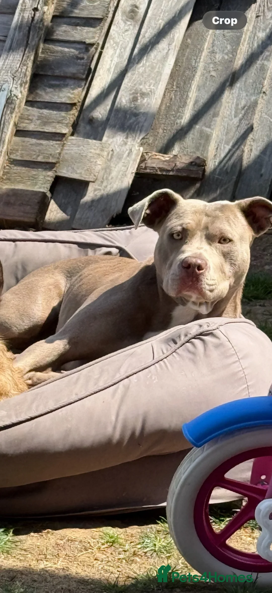 Mixed Breed dogs for sale: American bull dog cross lurcher  - Advert 1