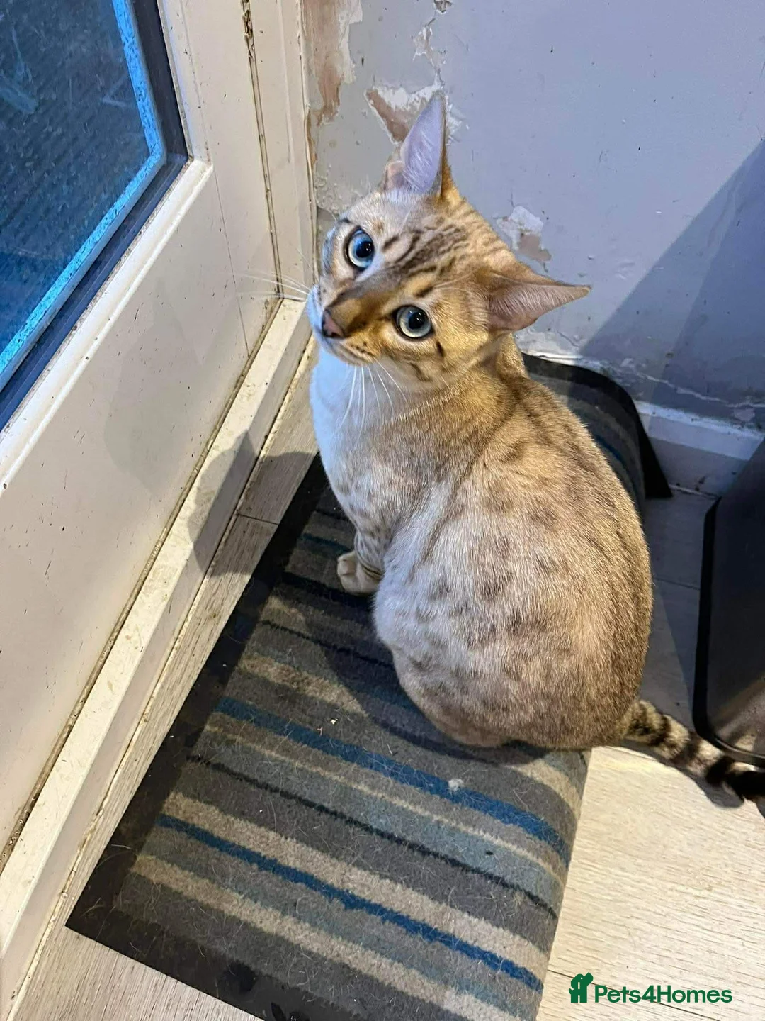 Bengal cats for sale: Snow Bengal Cat – Loving Home Needed 🐾 in London - Advert 6