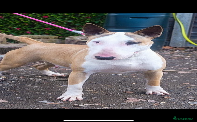 English Bull Terrier dogs - Advert 3