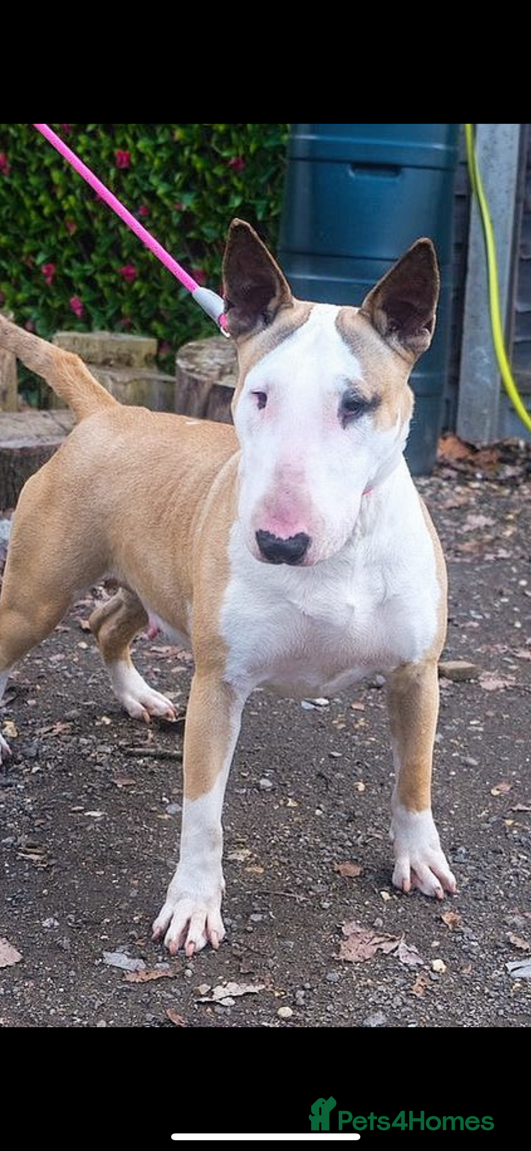 English Bull Terrier dogs for sale: WAITING LIST - KC Registered EBT pups - Image 1