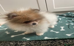 Pomeranian dogs for sale: Fluffy Pomeranian puppies - Image 28