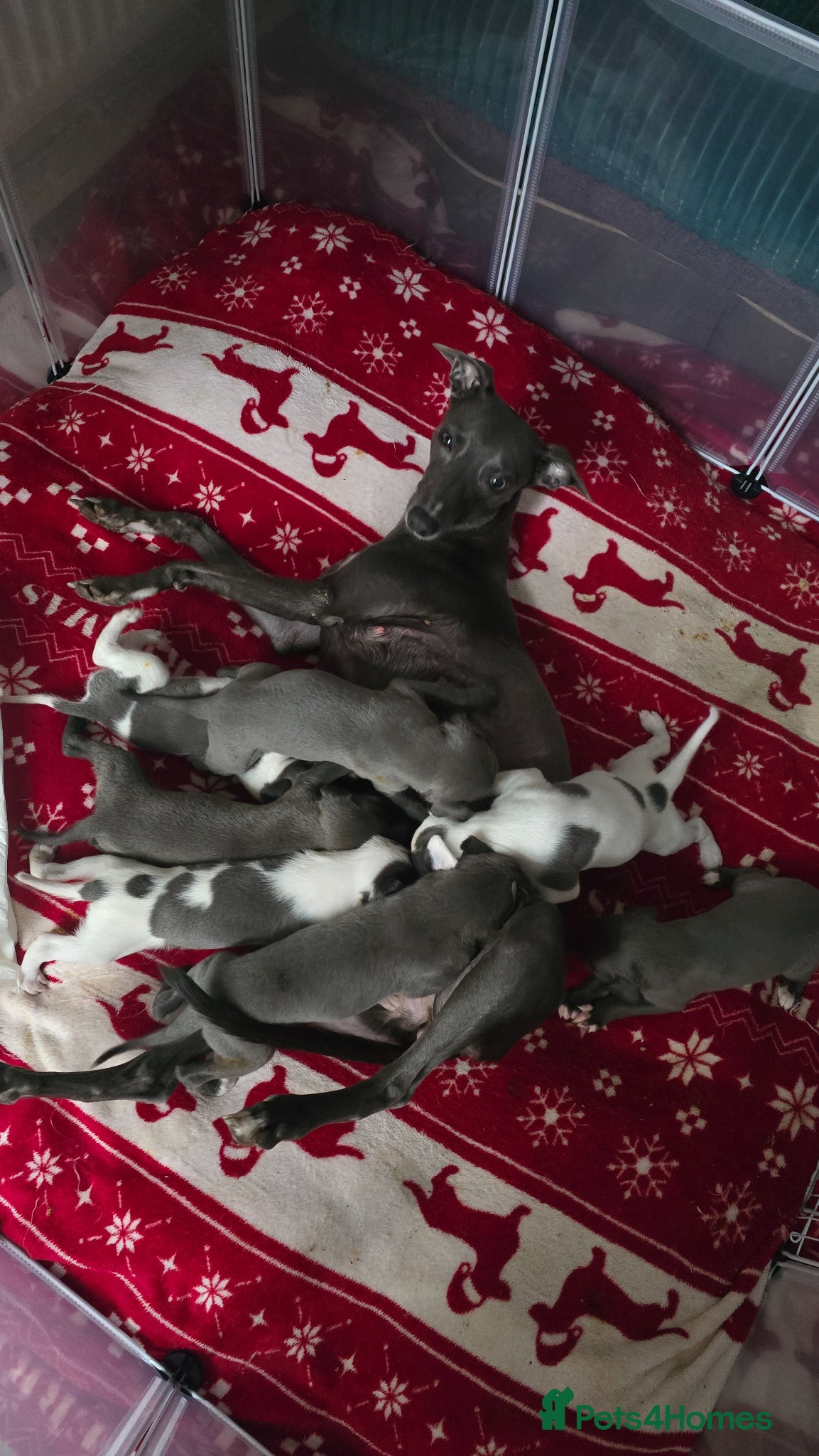 Whippet dogs Small type whippets blue/white - Advert 2