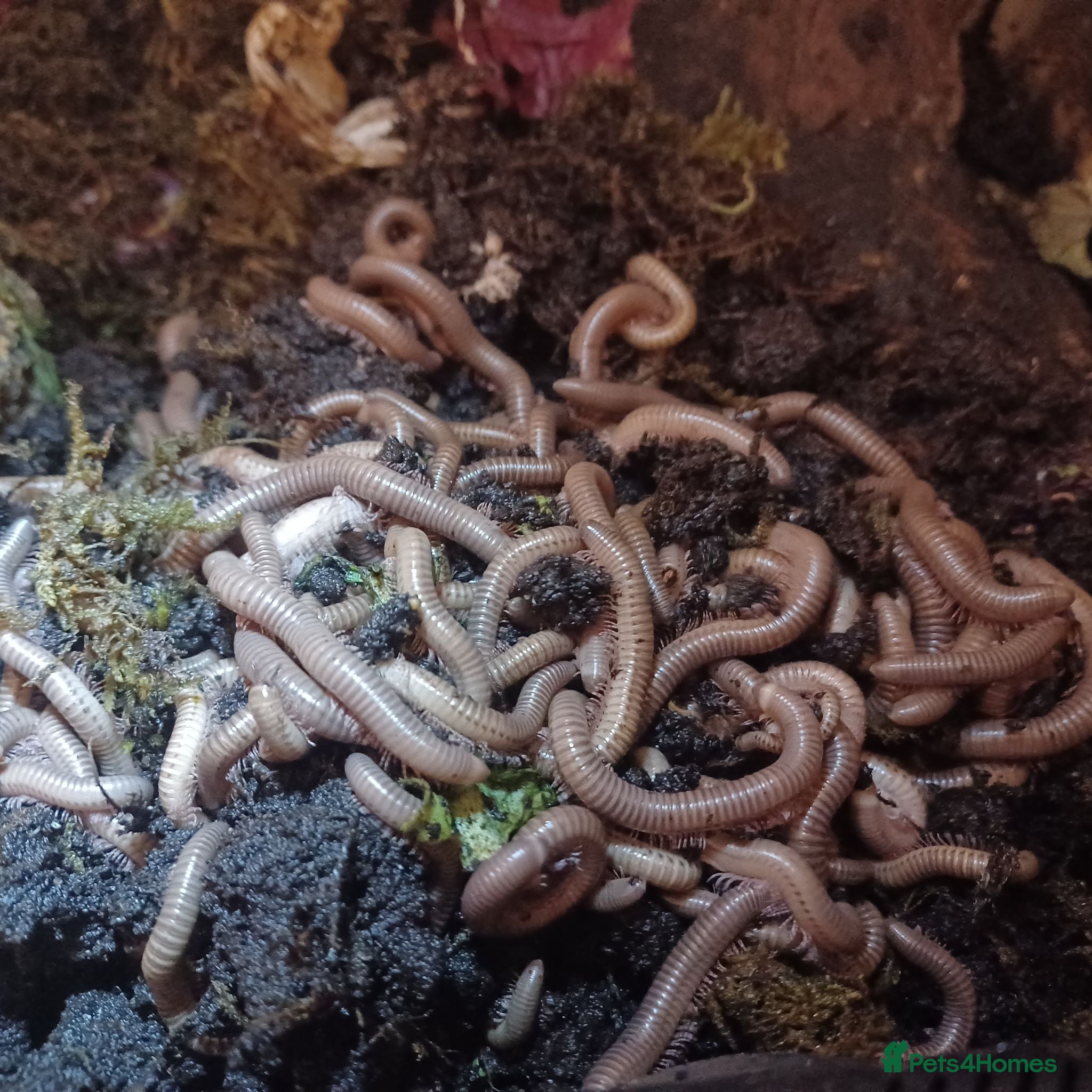 Millipedes invertebrates Adult and baby Millipedes  - Advert 1