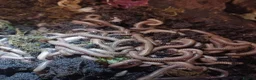 Millipedes invertebrates for sale: Adult and baby Millipedes  - Advert 1