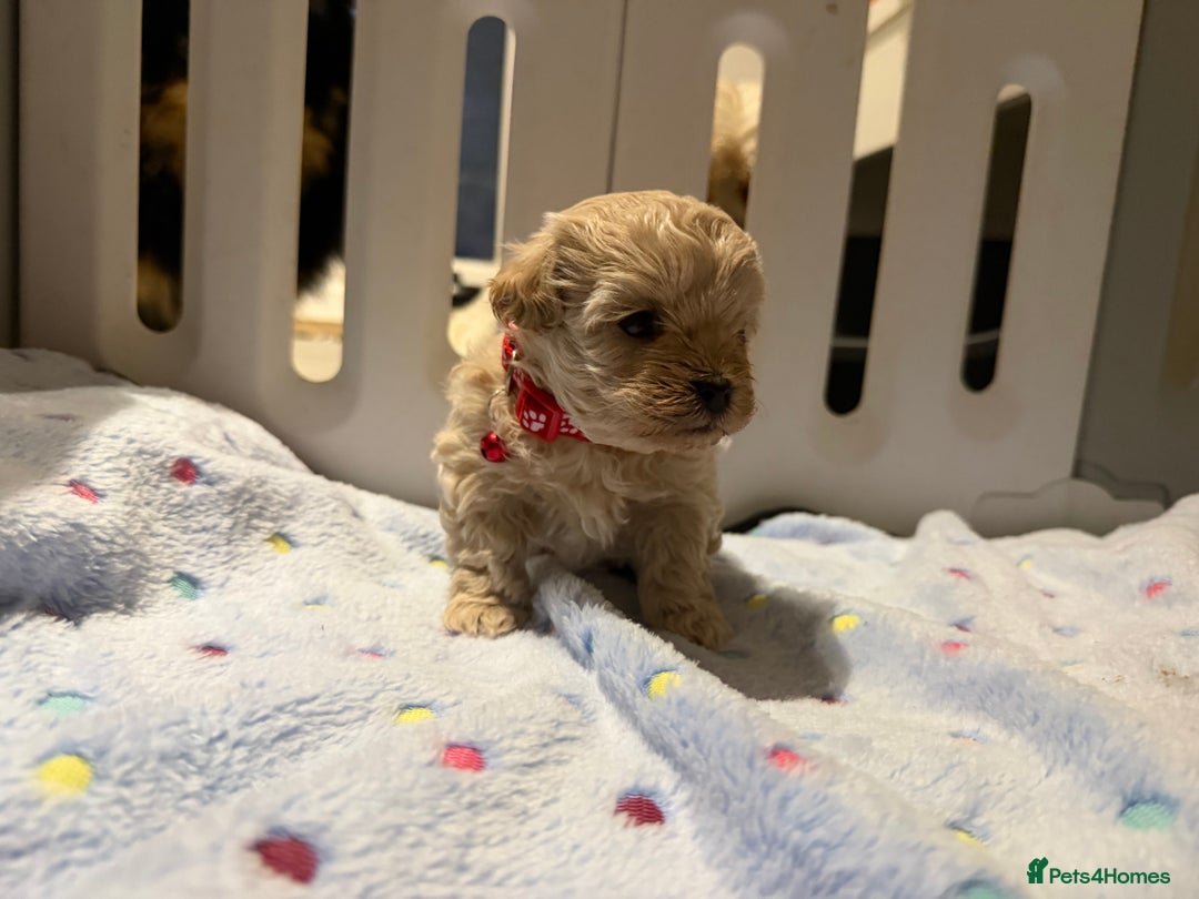 Maltipoo dogs for sale: Small Maltipoo puppy’s - Advert 16