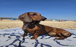 Dachshund dogs for stud: KC Standard smooth red hair dachshund  stud in Banbury - Image 23