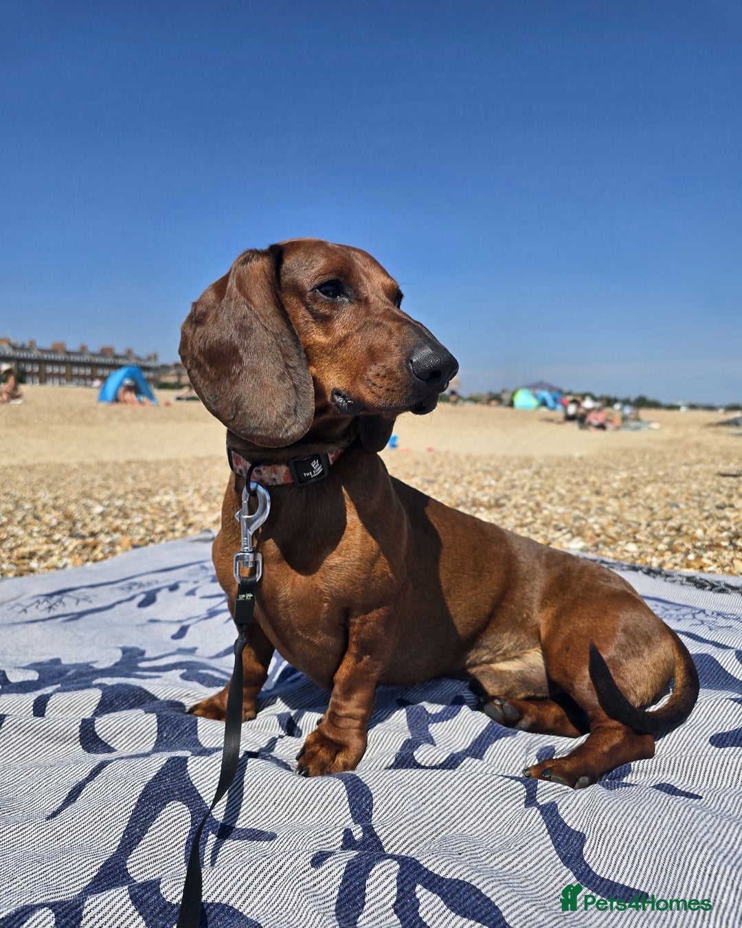 Dachshund dogs for stud: KC Standard smooth red hair dachshund  stud in Banbury - Image 23