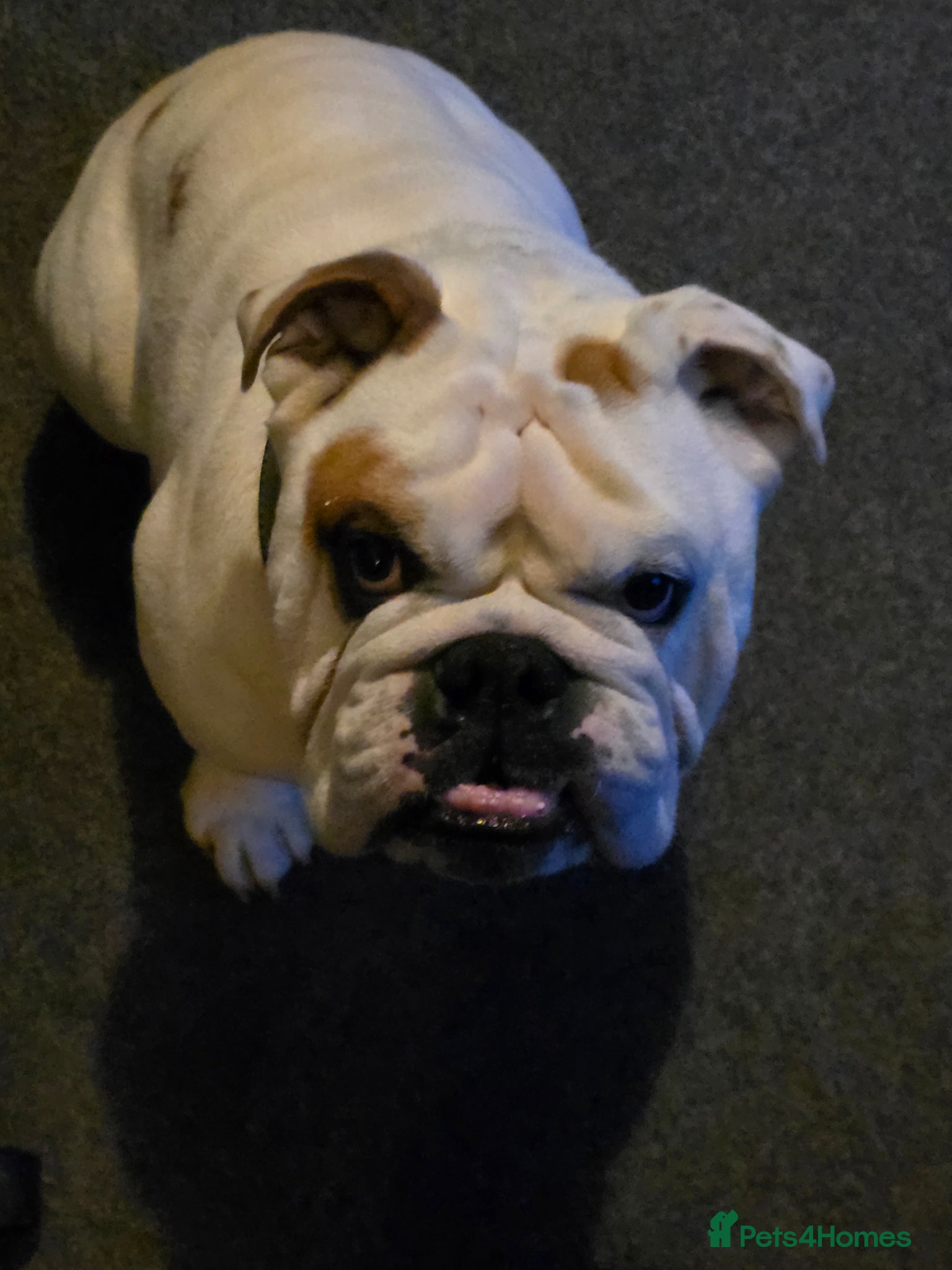 English Bulldog dogs for adoption: Eddie male bulldog - Advert 2