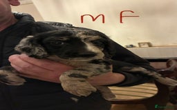 Cockapoo dogs for sale: Healthy beautiful puppies  - Advert 8