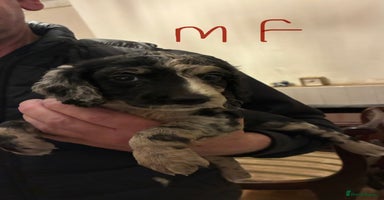 Cockapoo dogs Healthy beautiful puppies  - Advert 12