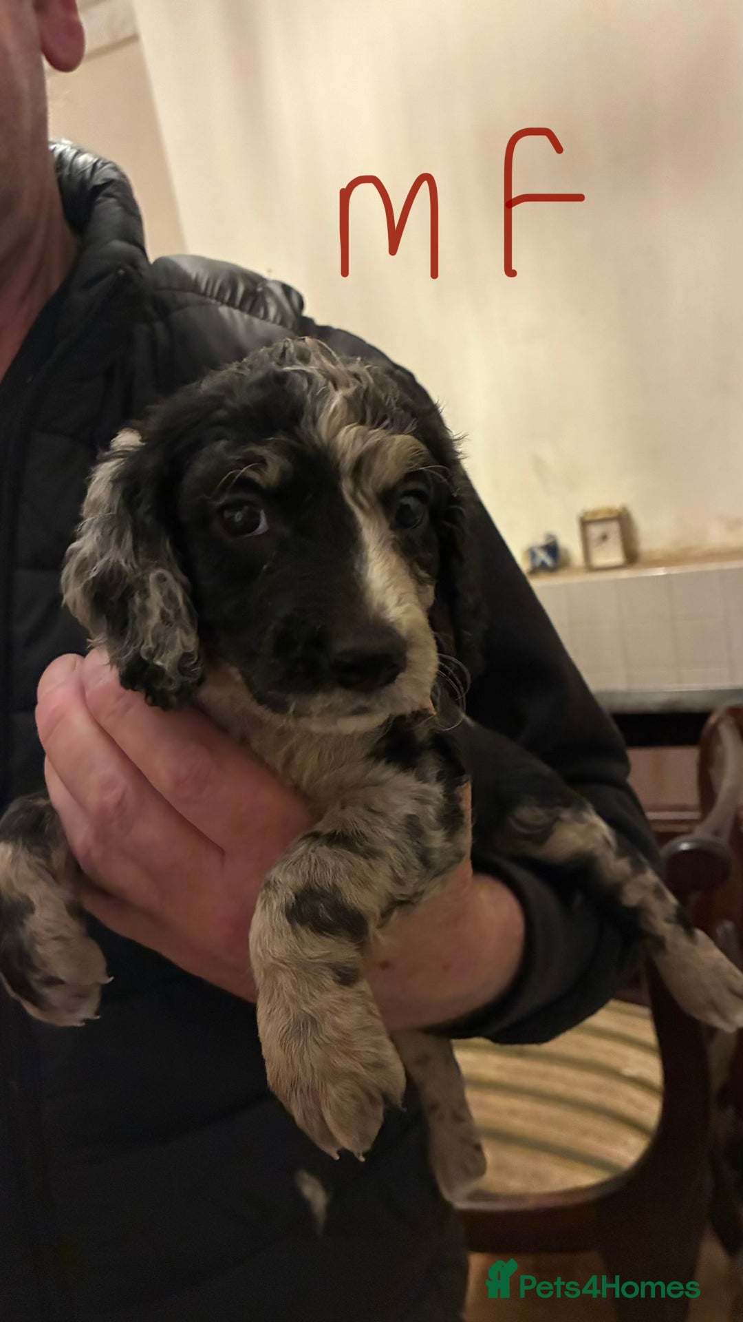 Cockapoo dogs for sale: Healthy beautiful puppies  - Advert 8