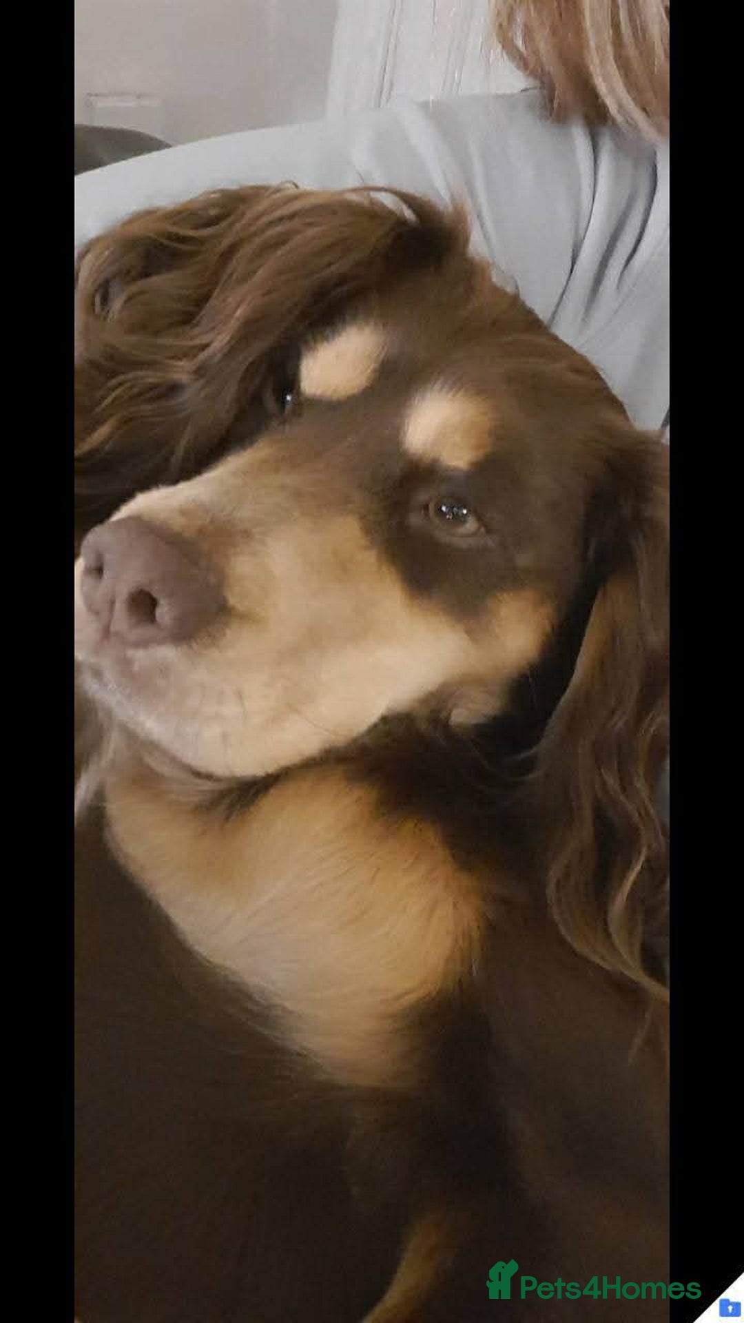 Field Spaniel dogs for sale: Spaniel puppies  - Image 9