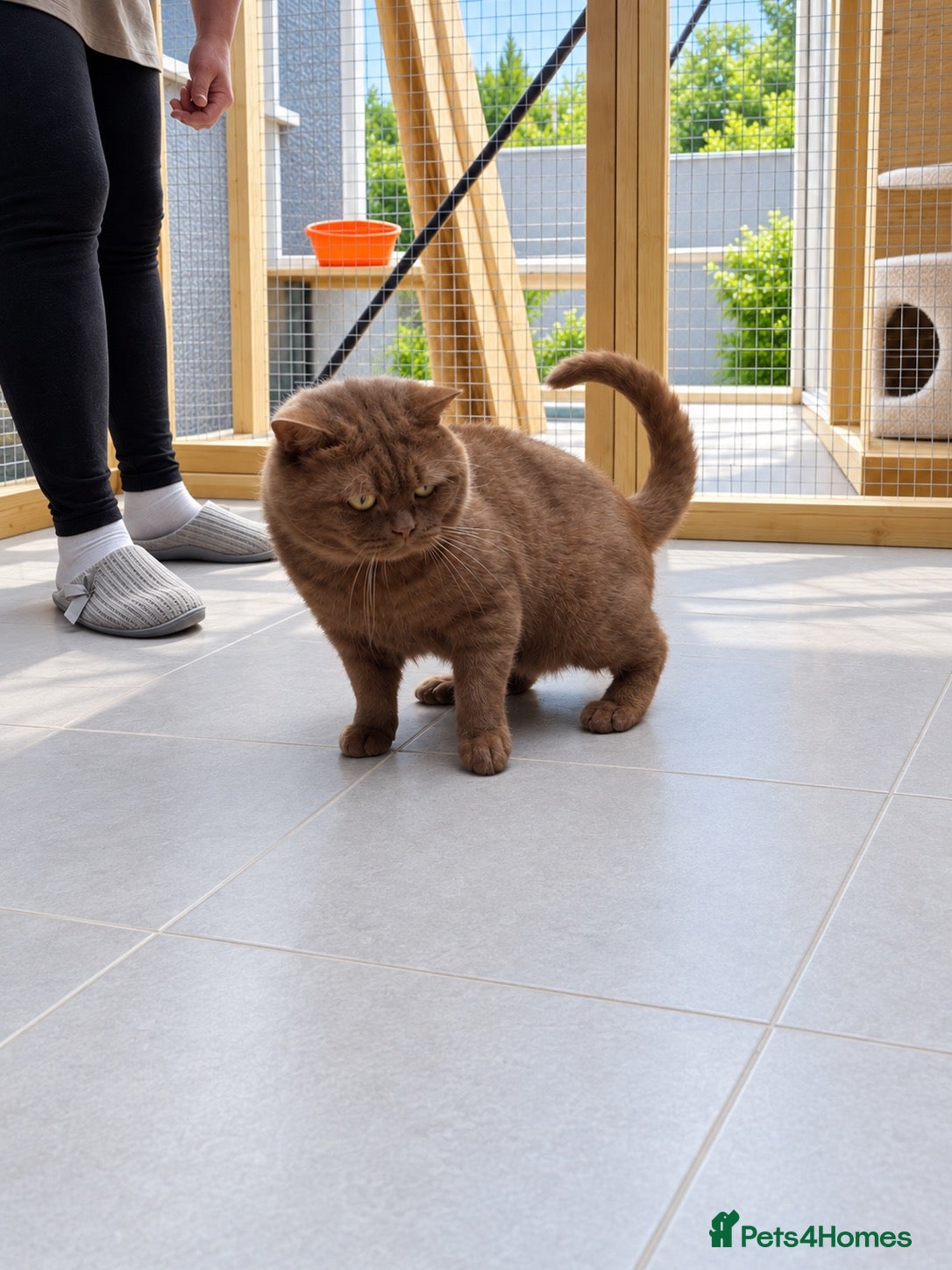 British Shorthair cats Active champion cinnamon stud - Advert 15