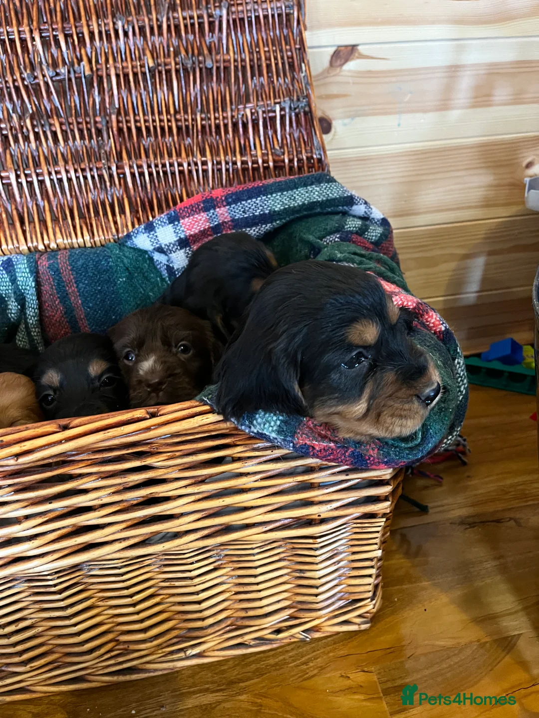 Cocker Spaniel dogs for sale: cocker spaniels - Advert 4