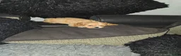 Cava Tzu dogs for sale: Cava tzu puppies - Advert 4