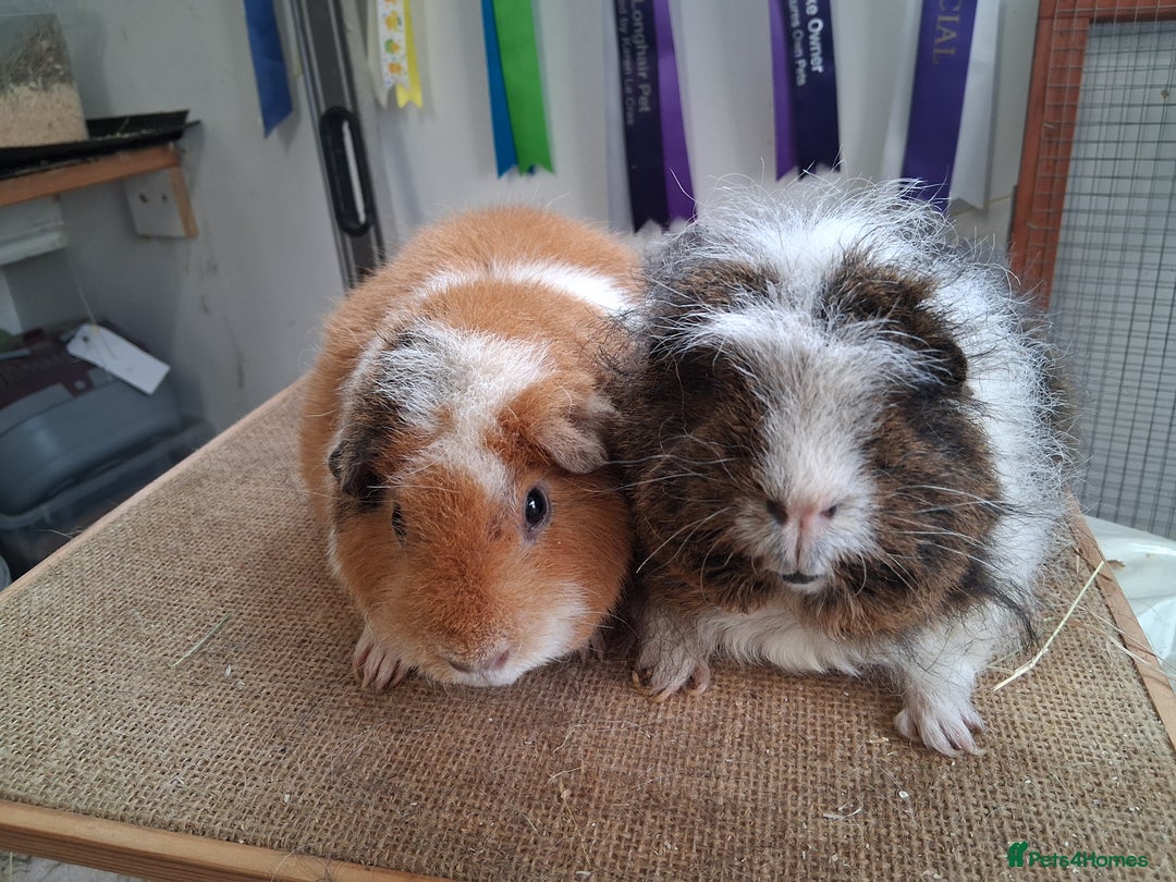 Guinea Pig rodents for sale: Various guineas for sale, see description  - Advert 1