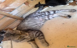 Mixed Breed cats for sale: 6 beautiful kittens looking for homes🏡  - Image 7
