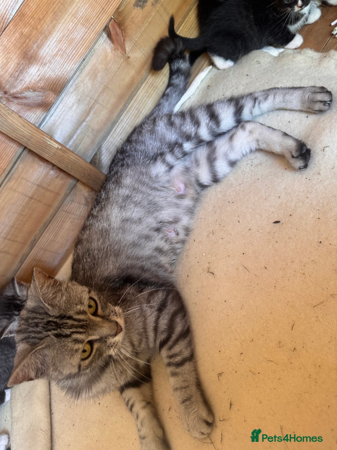 Mixed Breed cats for sale: 6 beautiful kittens looking for homes🏡  - Image 7
