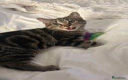 American Shorthair cats for sale: Tabby cat for adoption FREE ignore price - Advert 1