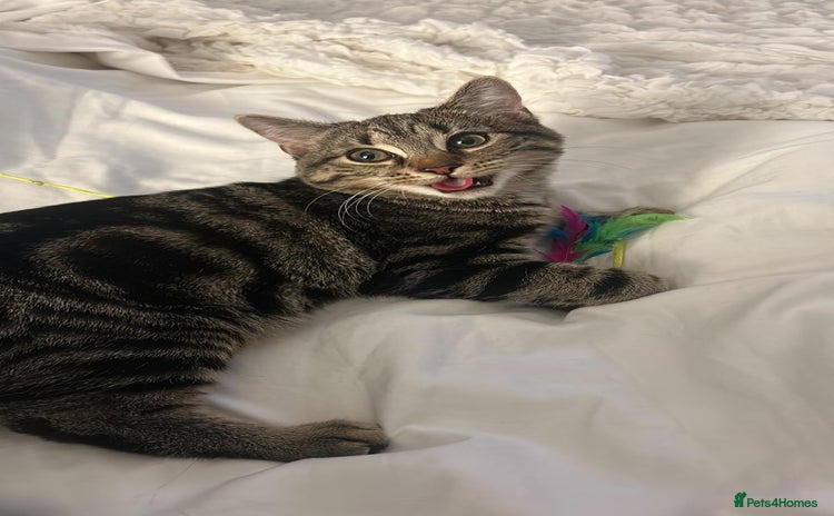 American Shorthair cats Tabby cat for adoption FREE ignore price - Advert 4