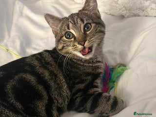 American Shorthair cats for sale: Tabby cat for adoption FREE ignore price - Advert 1