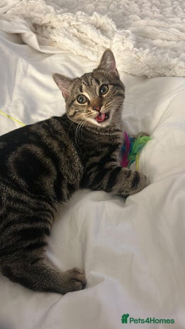 American Shorthair cats Tabby cat for adoption FREE ignore price - Advert 1