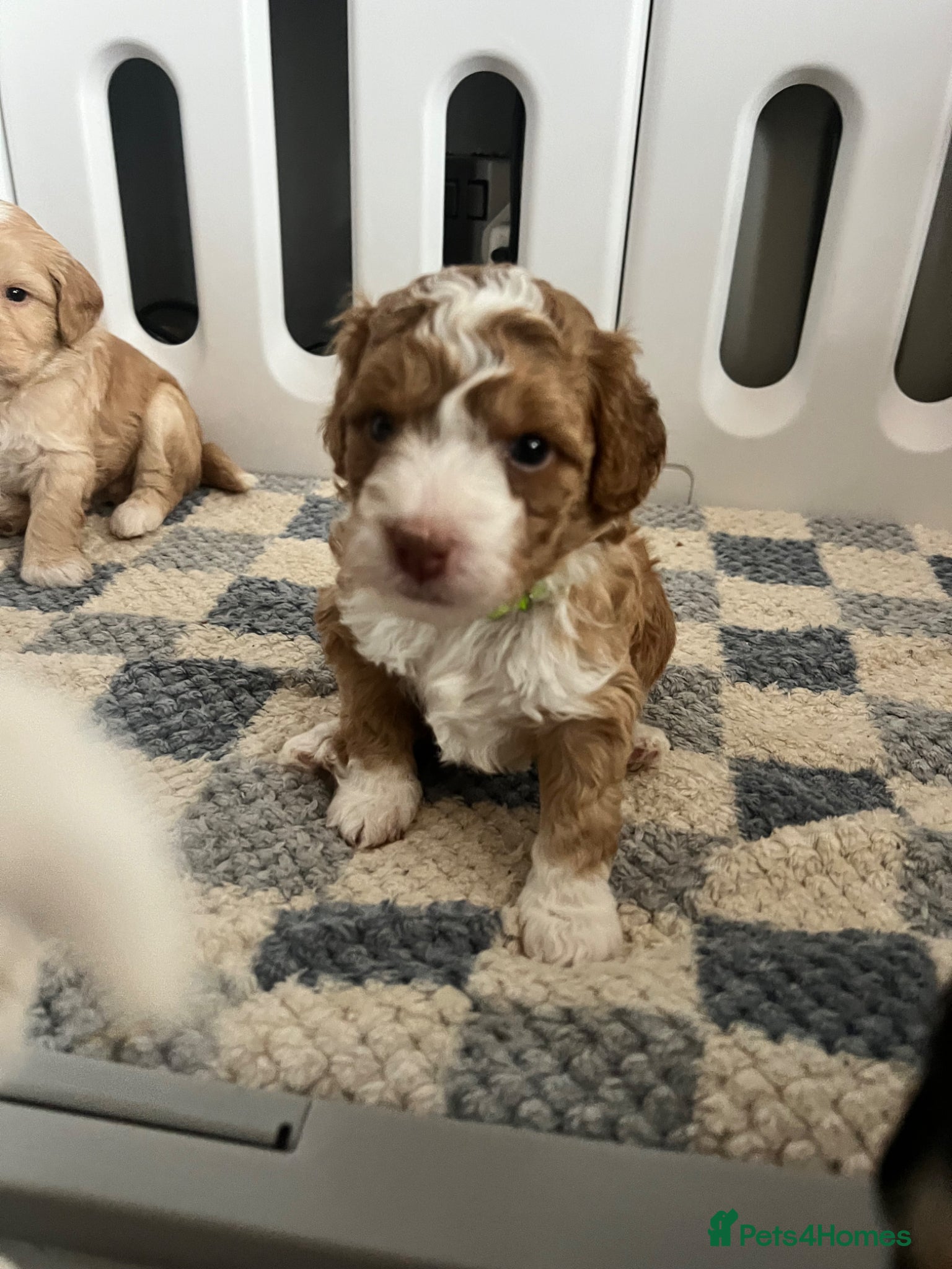 Australian Labradoodle dogs Australian labradoodle health tested parents!! - Advert 18