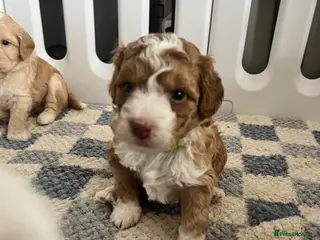 Australian Labradoodle dogs Australian labradoodle health tested parents!! - Advert 18