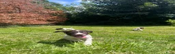 English Springer Spaniel dogs for sale: Gorgeous English Springer Spaniels  - Advert 14
