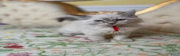 Perdoll cats for sale: ⭐️READY Now⭐️ Perdoll kittens  - Advert 4