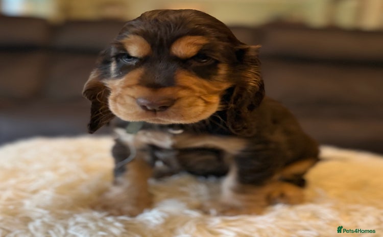 Cocker Spaniel dogs - Advert 5
