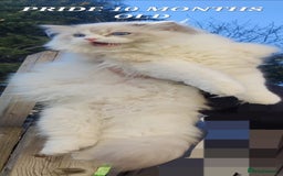 Ragdoll cats for sale: 🔥PRESTIGIOUS BEAST SIZE EU FEMALE🔥  - Advert 10