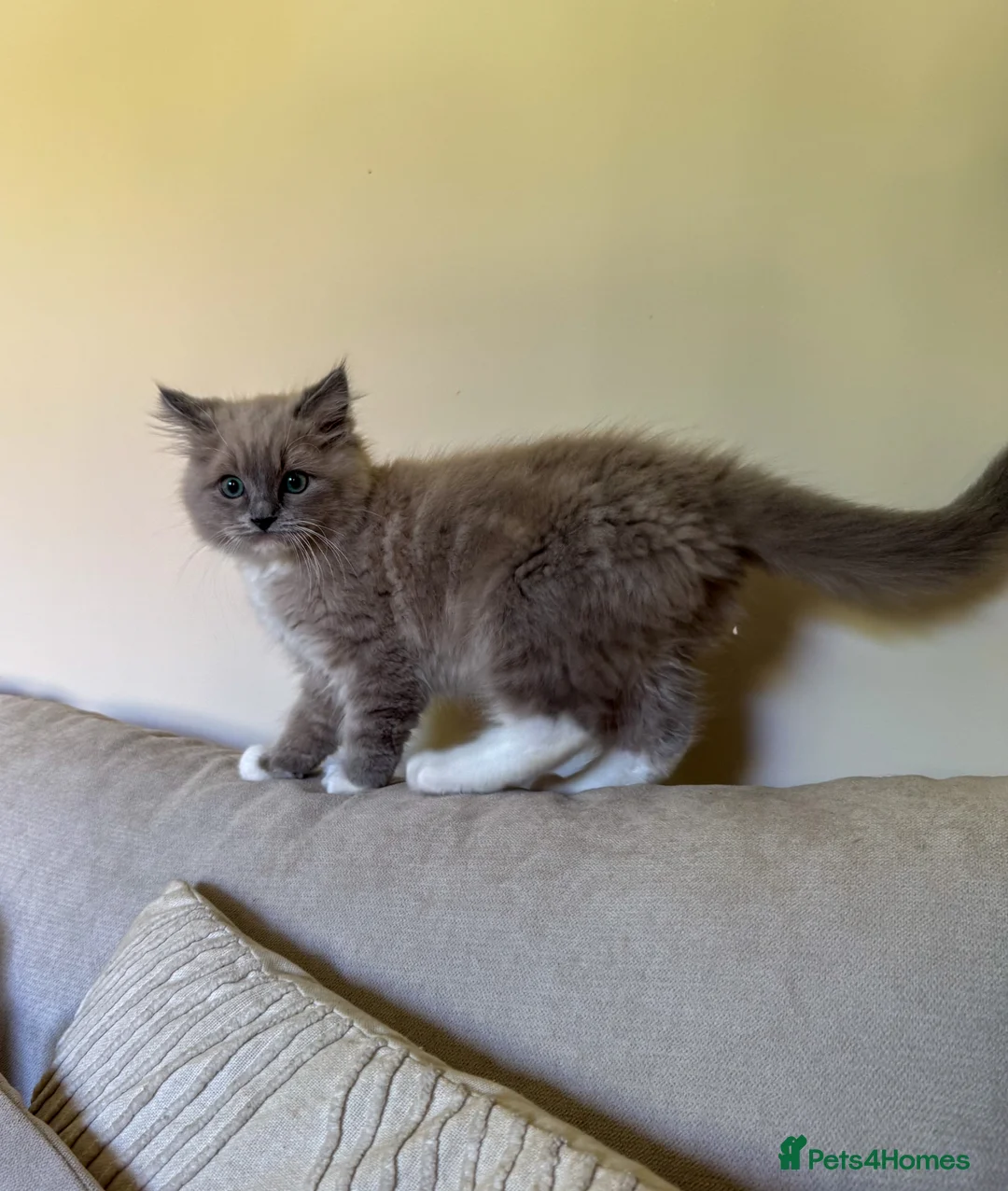 Ragdoll cats for sale: Rare blue mink mitted male  - Advert 6