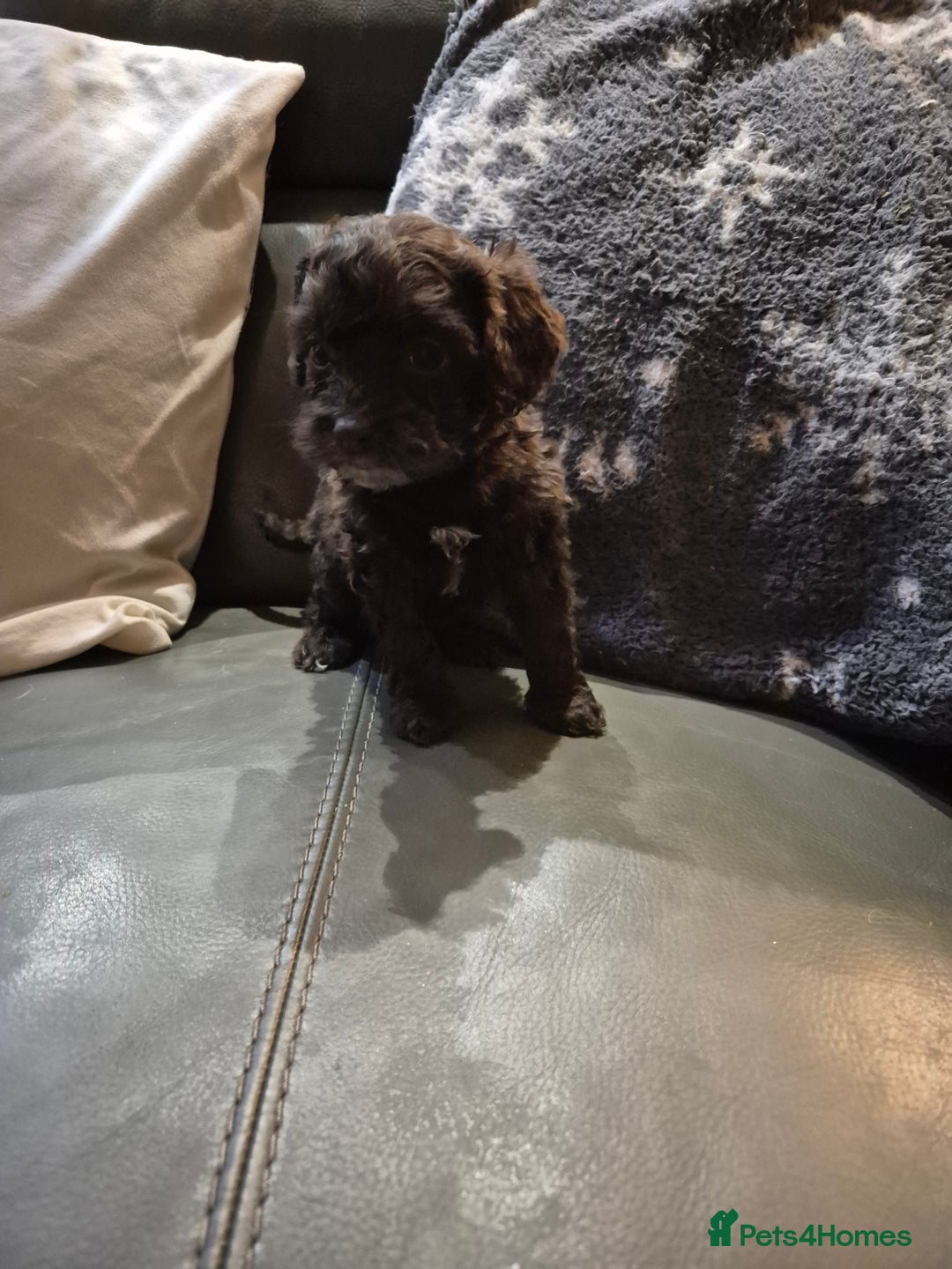 Cockapoo dogs for sale: F1 cockapoo's - ready next week  - Advert 7