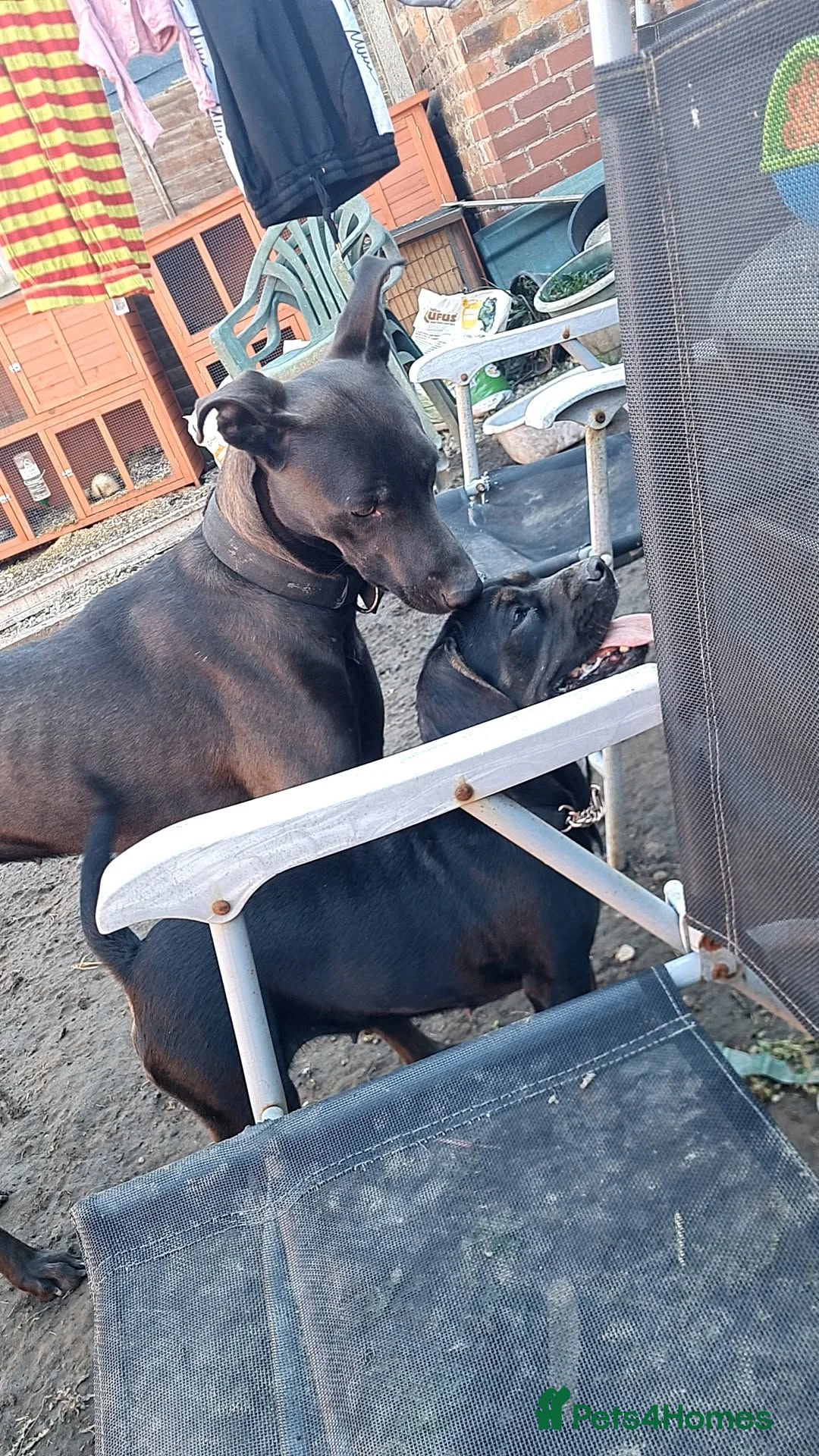 Mixed Breed dogs for sale: Female French Bulldog x Cocker spaniel  - Advert 2