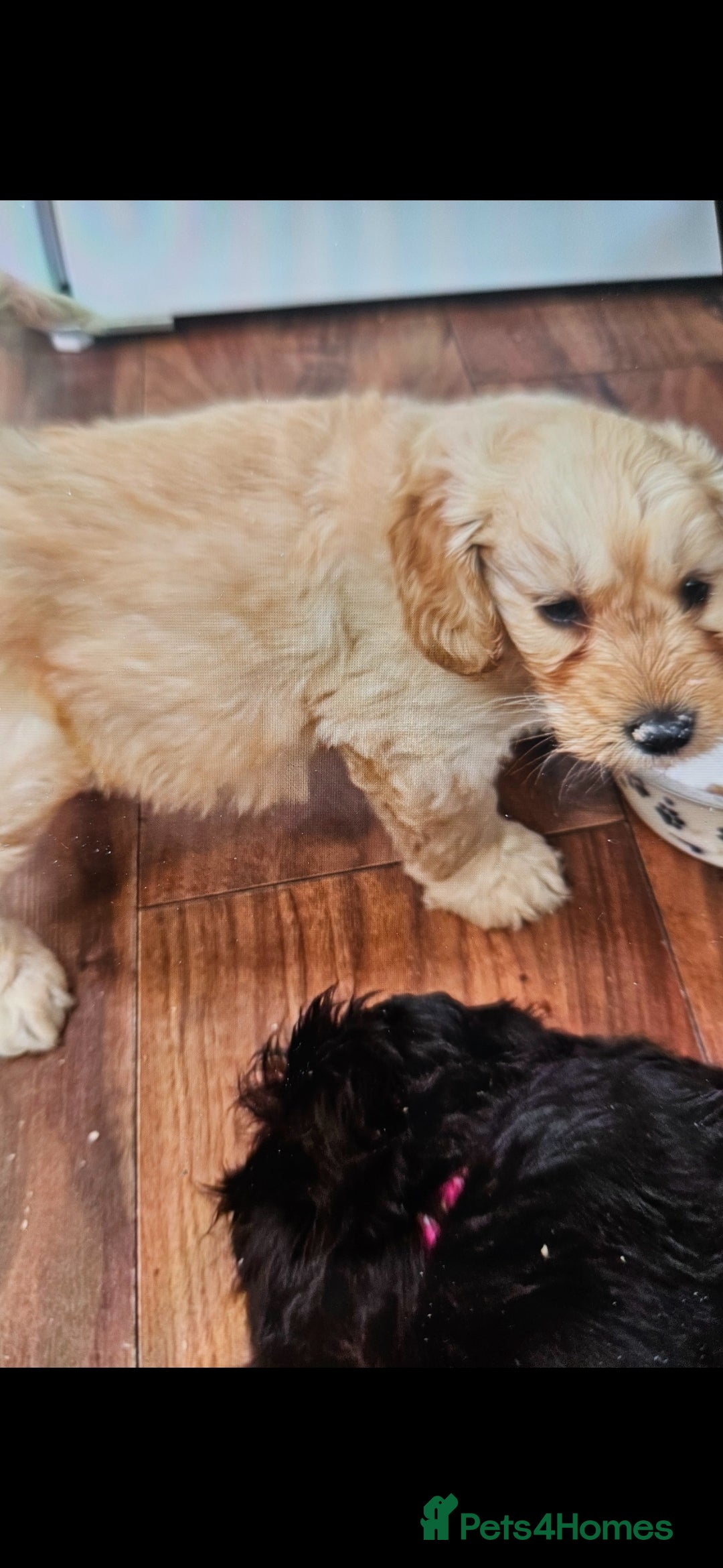 Cockapoo dogs Cockapoo  - Advert 2