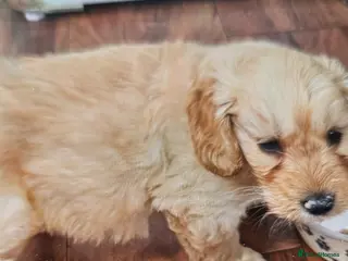 Cockapoo dogs Cockapoo - Advert 2